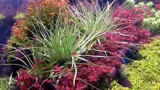 120 Gallon dutch style planted aquarium video смотреть онлайн