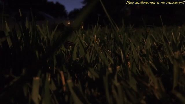 Люди в СТУПОРЕ! Кто то снял светящегося изнутри ЗВЕРЯ!