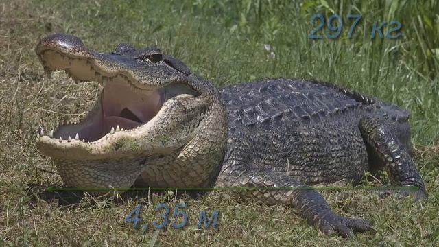 Самые интересные факты о животных. Животный мир смотреть онлайн