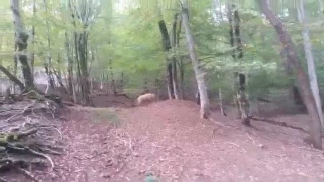 4 ноября 20 Прогулка в лесу. Пробую впервые гриб Зонтик пестрый смотреть онлайн