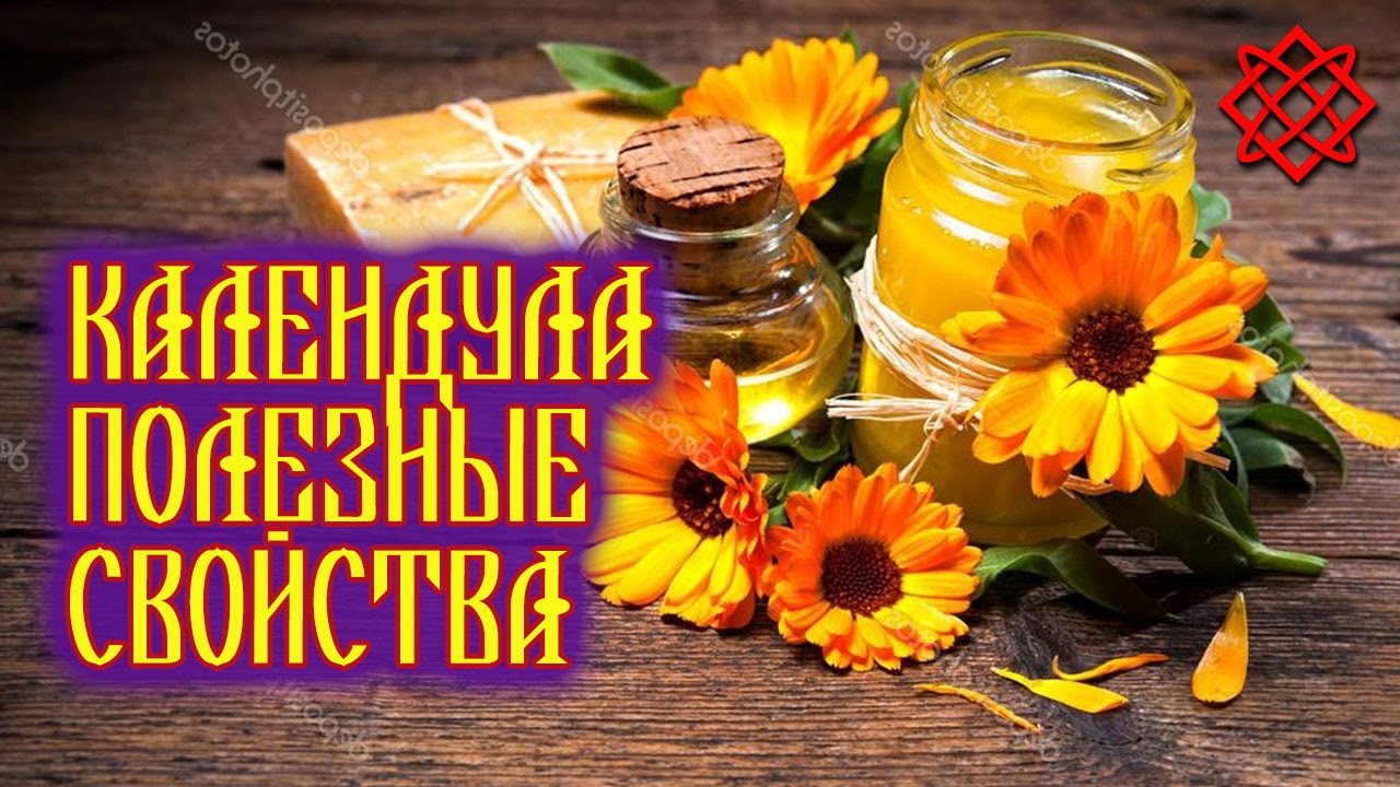 КАЛЕНДУЛА ЛЕЧЕБНЫЕ СВОЙСТВА. Сколько Пользы в Одном Цветке.mp4 смотреть онлайн