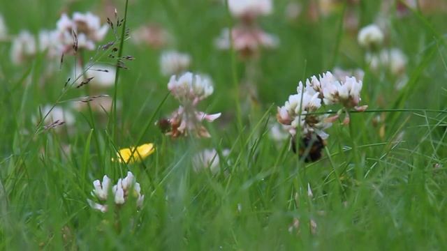 TEST - Bee on Clover in the grass - Canon 100D with Canon 100-400mm f4.5-5.6 L + 1.4 x Teleconverte смотреть онлайн