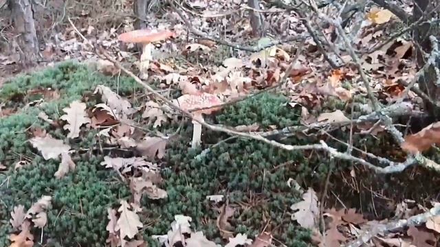 Как и где растут МАСЛЯТА в ноябре Лес осенью смотреть онлайн