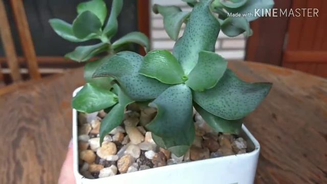 CRASSULA ARBORESCENS SUBS UNDULATIFOLIA #VAMOS APRENDER JUNTOS