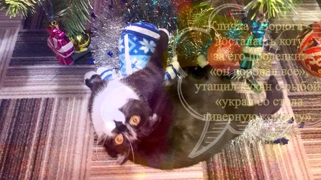 Кот ворюга смотреть онлайн