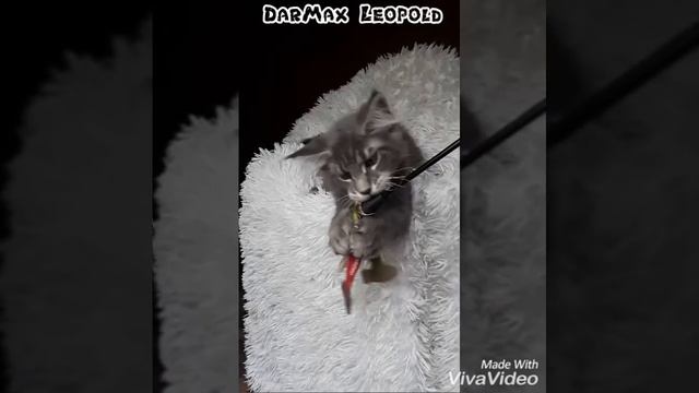 DarMax Leopold 3 m. смотреть онлайн