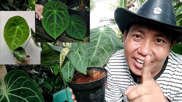 JENIS JENIS ANTHURIUM KUPING GAJAH | clarinarvium, dorayaki, waroquanum, crystalinum dll смотреть онлайн