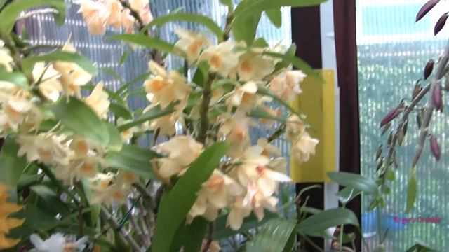Every Orchid in Bloom on the 8th (or the 9th in this case) смотреть онлайн