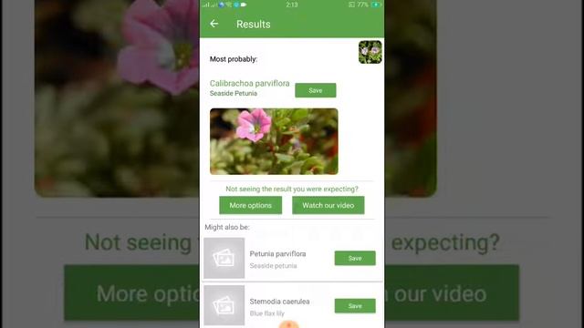 PlantSnap identifies a Seaside petunia (Calibrachoa parviflora) смотреть онлайн