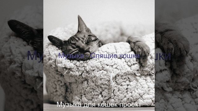 Звуки (Котята)