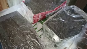 Посадка семян табака и махорки