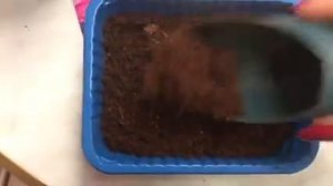 Посев петунии и лобелии на снег❄️ 💯 результат