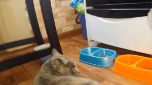 Делаем котят.... Вязка породистых кошек
