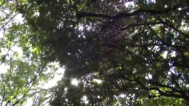 久しぶりに晴れる　平和の森公園 смотреть онлайн
