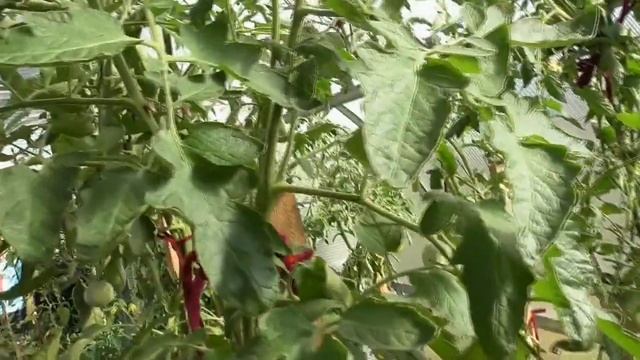 Томат Медная река поразит вас своей красотой и деликатесным вкусом ! Обзор томата в теплице. смотреть онлайн