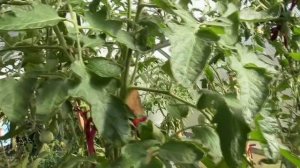 Томат Медная река поразит вас своей красотой и деликатесным вкусом ! Обзор томата в теплице.