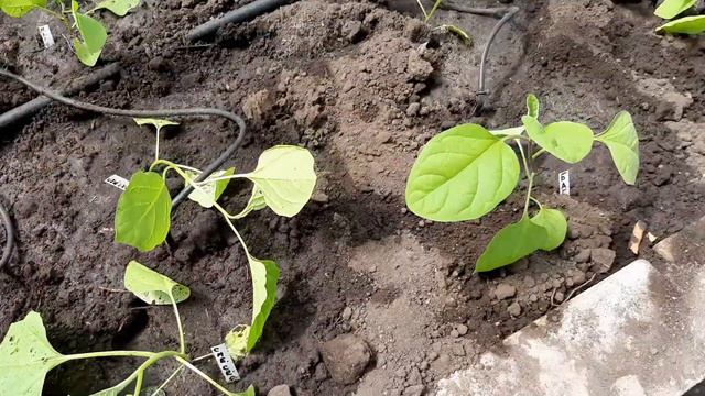 Высаживаем баклажаны с Маргошей смотреть онлайн