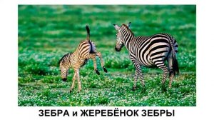 Африканские животные и их детёныши  Звуки африканских животных  Развивающее видео  1