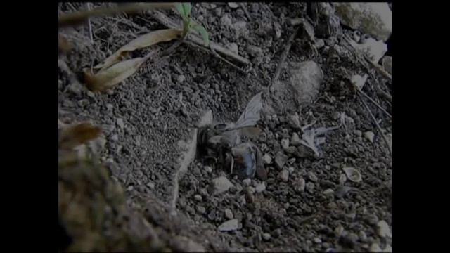 ЛИЧИНКА МУРАВЬИНОГО ЛЬВА смотреть онлайн