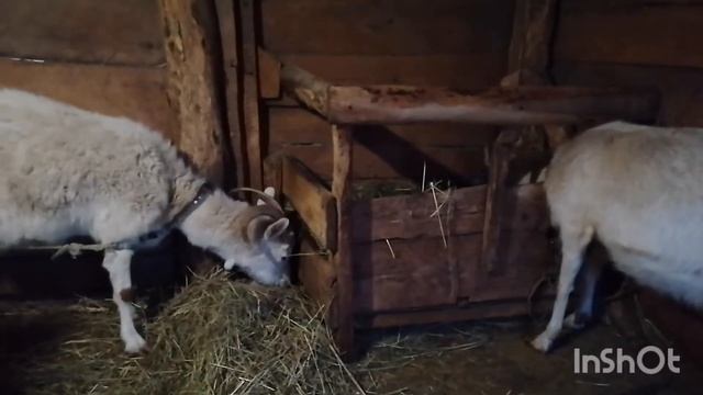 Чем козье молоко лучше коровьего?!// И какого цвета козу лучше выбрать!? смотреть онлайн