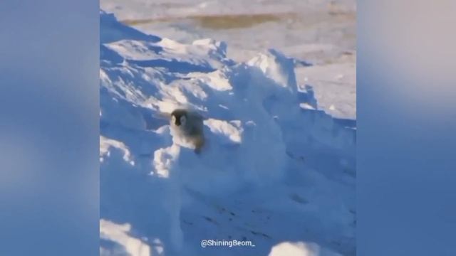 TXT RUS CRACK #3: цапля на болоте смотреть онлайн