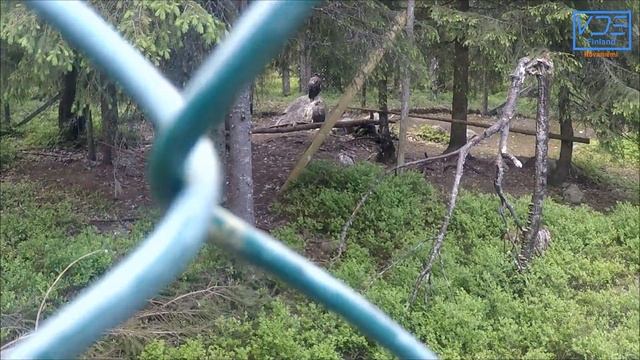 Ranua wildlife park (Ranua Zoo), Lapland, Finland смотреть онлайн