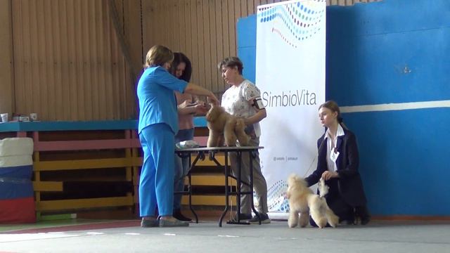 10.  3,07,2022, г.Касли. Моно пуделей. Рут Экселленс Женева