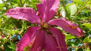 Клематис ботанический Сёдертелье (sodertaile) ? обзор: как сажать, саженцы клематиса Сёдертелье