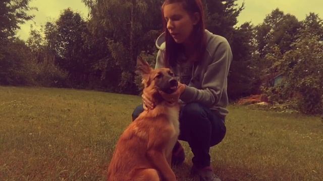 Как Научить Собаку Команде "Сидеть?" // Наталья Кочеткова смотреть онлайн