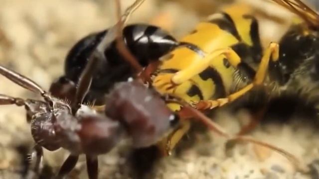 Как муравьи превращают другие виды в своих рабов смотреть онлайн