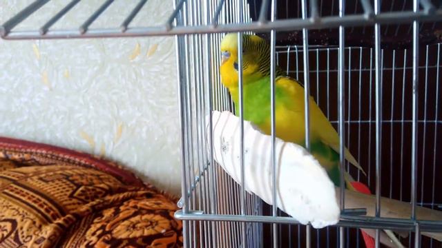 Кеша говорит