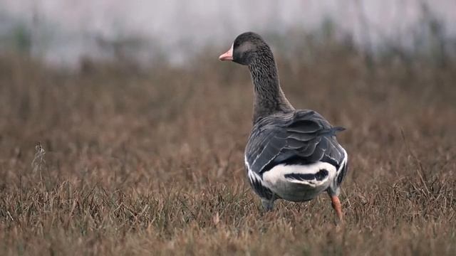 Разведение уток в домашних условиях как бизнес идея смотреть онлайн
