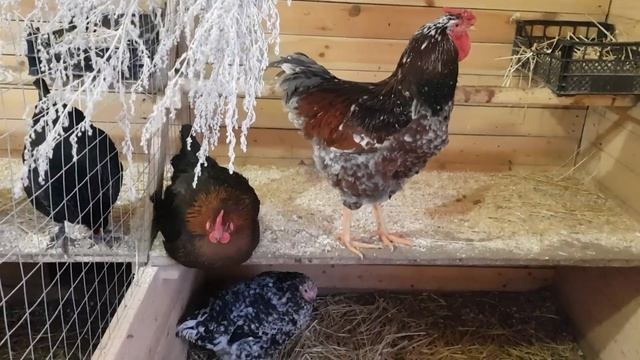 Ливенские ситцевые снесли первое яйцо,вес яйца.Продам Павловских(золото) и Барневельдер серебро. смотреть онлайн