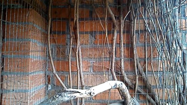 Говорящая сорока / Сорока разговаривает! смотреть онлайн