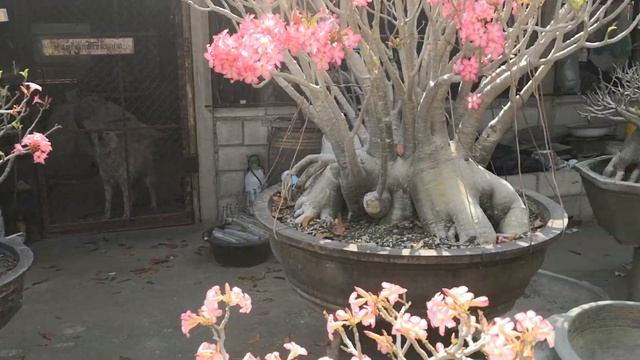 Big size of adenium arabicum, RCN, Somalence and Thai soco смотреть онлайн
