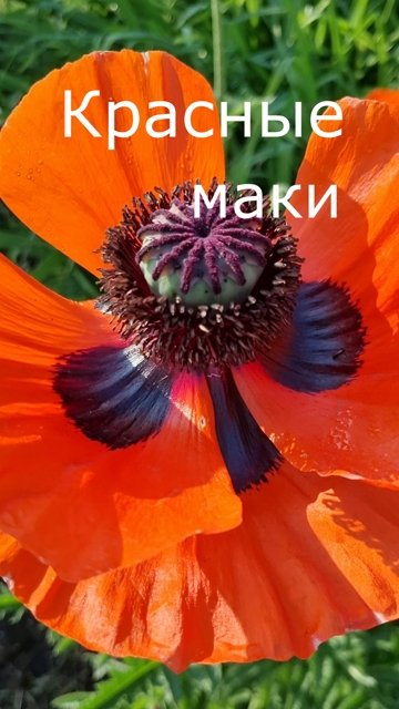 Красные маки. смотреть онлайн