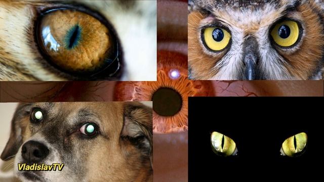 НОВАЯ РАСА ЧЕЛОВЕКА. РЕБЁНОК ИНДИГО (НОНГ ЮСУИ) смотреть онлайн