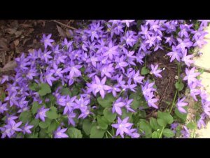 Многолетний низкорослый  гарганский колокольчик.