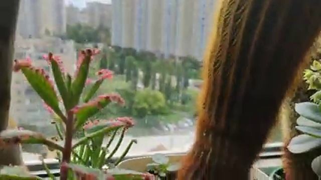 11.06.2021 г.Цветочные новости??немного о кактусах. смотреть онлайн