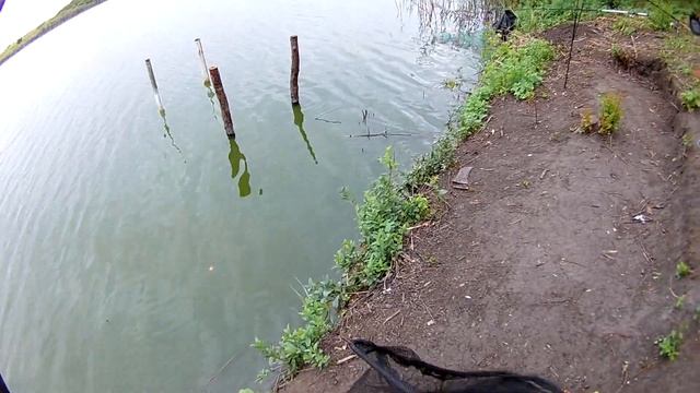 2.08.19 станица Мелиховская.Ловля амура. смотреть онлайн