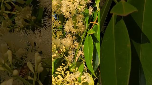 Syzygium zeylanica смотреть онлайн