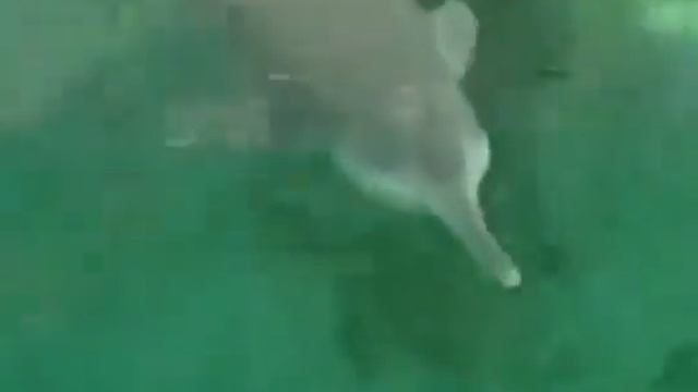 Китайский речной дельфин смотреть онлайн
