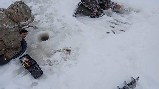 Крупная плотва!!! Рыбалка за 70 км от дома!!! Косынки!!! Зимняя рыбалка 2020-2021!!! смотреть онлайн