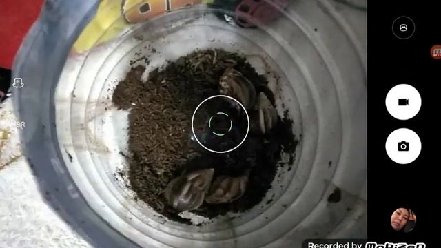 Мне родители купили улиток!!!! смотреть онлайн