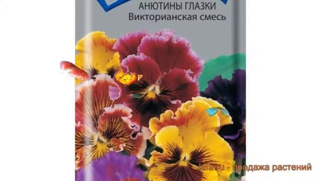 Анютины глазки обыкновенная Викторианская ? обзор: как сажать, семена анютины глазки Викторианская смотреть онлайн