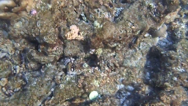 2015 Vilamendhoo Island Resort & Spa - The Maldives - 棘煙管魚 Bluespotted cornetfish смотреть онлайн