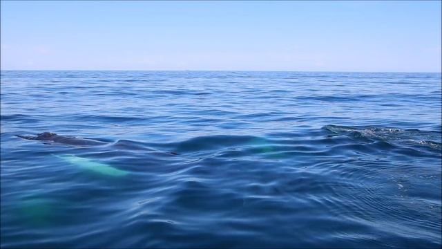 Best Whale Watching Experience смотреть онлайн