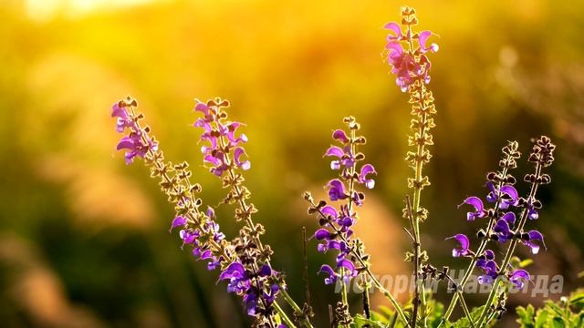 Мужчина поставил на место директора, так, что он аж побледнел… смотреть онлайн