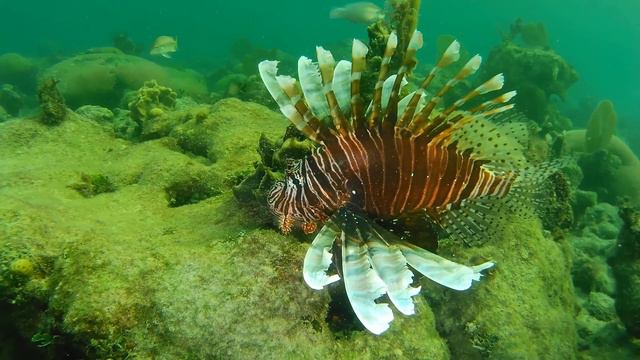 Cuba. Scuba snorkelig cueva de los Peces смотреть онлайн