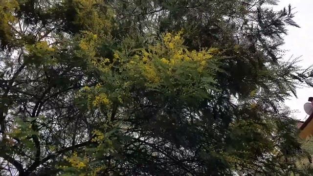 Мимоза зацвела в январе | Жизнь в Адлере смотреть онлайн